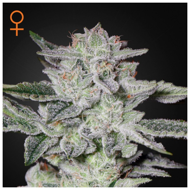 Semillas Feminizadas Sweet Valley Kush de Green House
