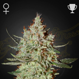 Semillas Feminizadas GH Cheese de Green House