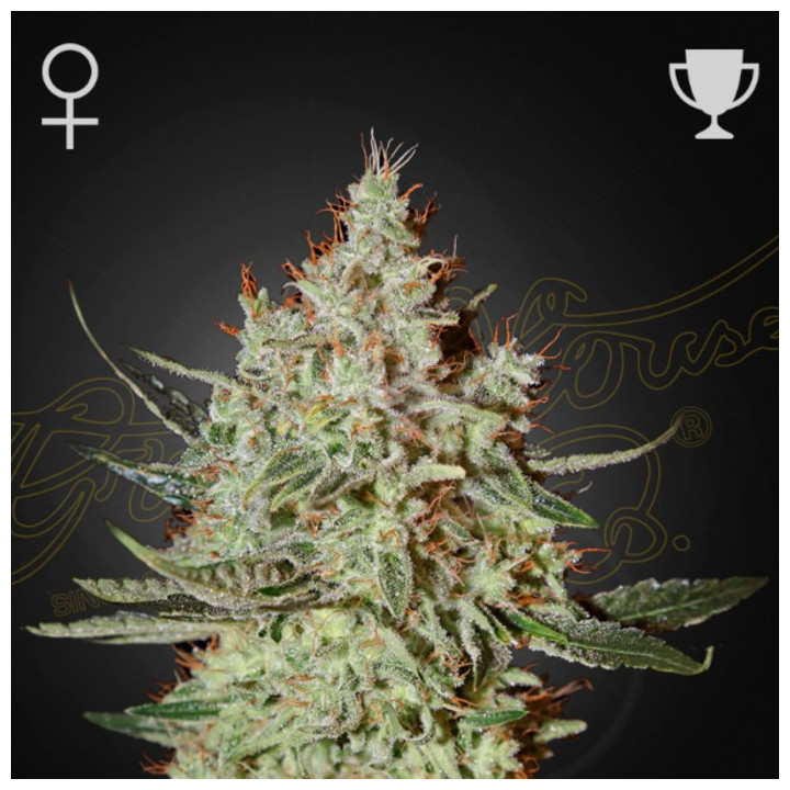 Semillas Feminizadas GH Cheese de Green House