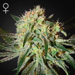 Semillas Feminizadas Damn Sour de Green House