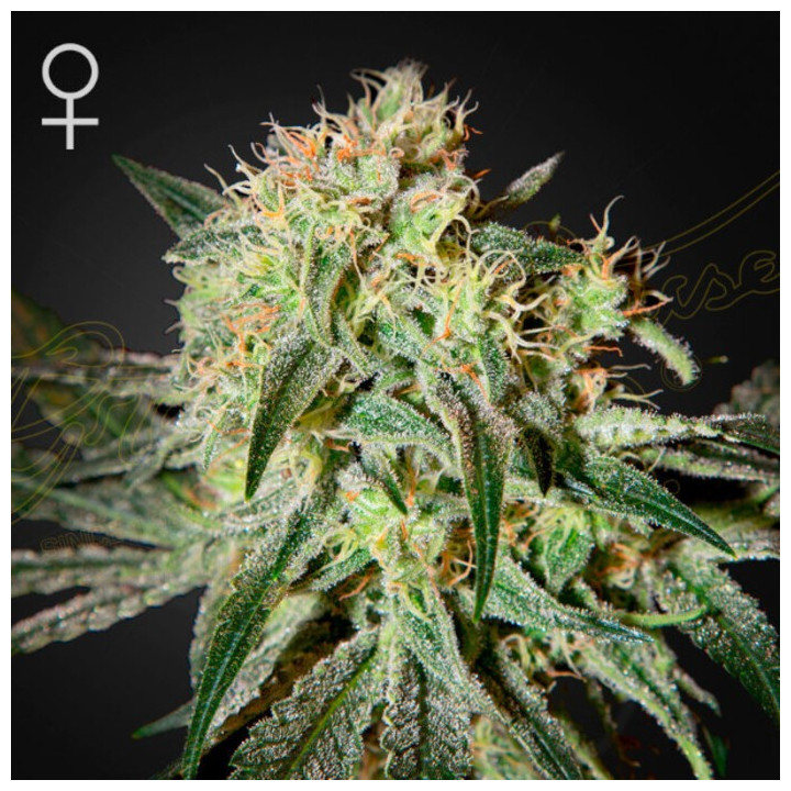 Semillas Feminizadas Damn Sour de Green House