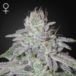 Semillas Feminizadas Franco's Lemon Cheese de Green House