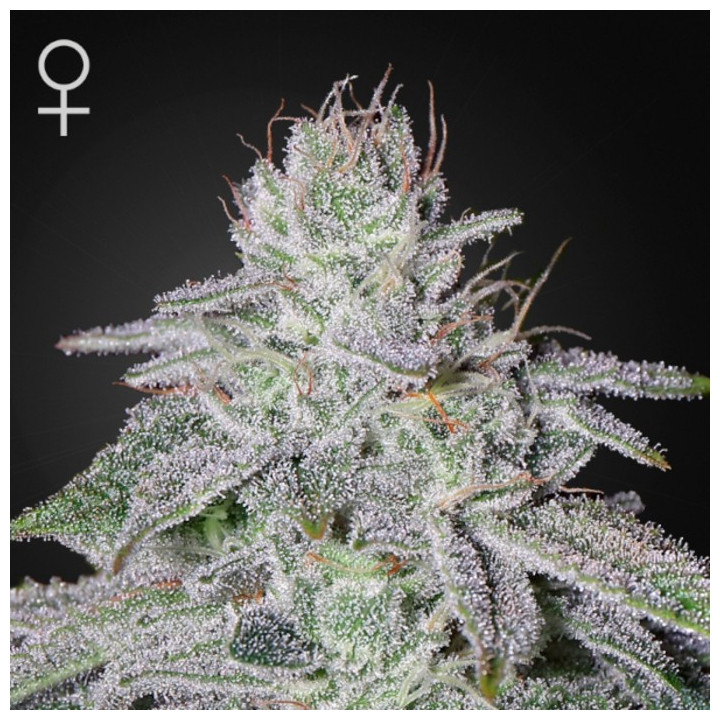 Semillas Feminizadas Franco's Lemon Cheese de Green House