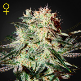 Semillas Feminizadas Arjan's Strawberry Haze de Green House