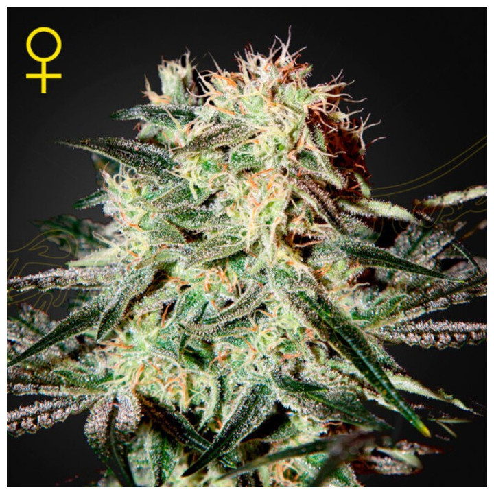 Semillas Feminizadas Arjan's Strawberry Haze de Green House