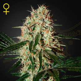 Semillas Feminizadas Arjan's Haze 3 de Green House