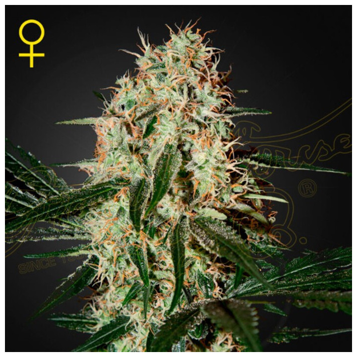 Semillas Feminizadas Arjan's Haze 3 de Green House