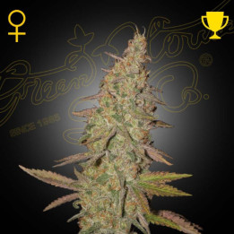 Semillas Feminizadas Arjan's Ultra Haze 1 de Green House