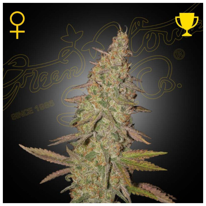 Semillas Feminizadas Arjan's Ultra Haze 1 de Green House