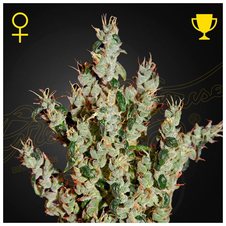 Semillas Feminizadas NL5 Haze Mist de Green House