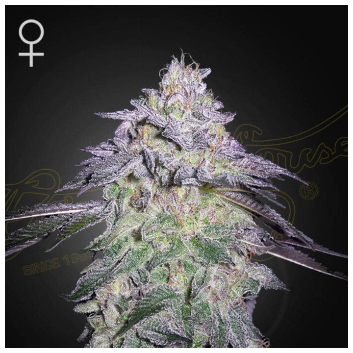 Semillas Feminizadas Nori Cake de Green House