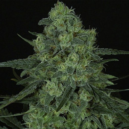 Criminal + (Ripper Seeds)