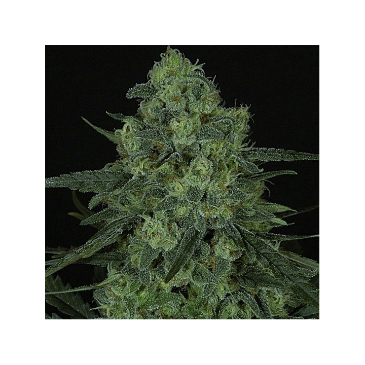 Criminal + (Ripper Seeds)
