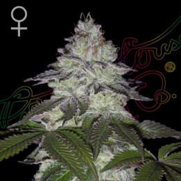 Semillas Feminizadas Milky Dreams de Green House