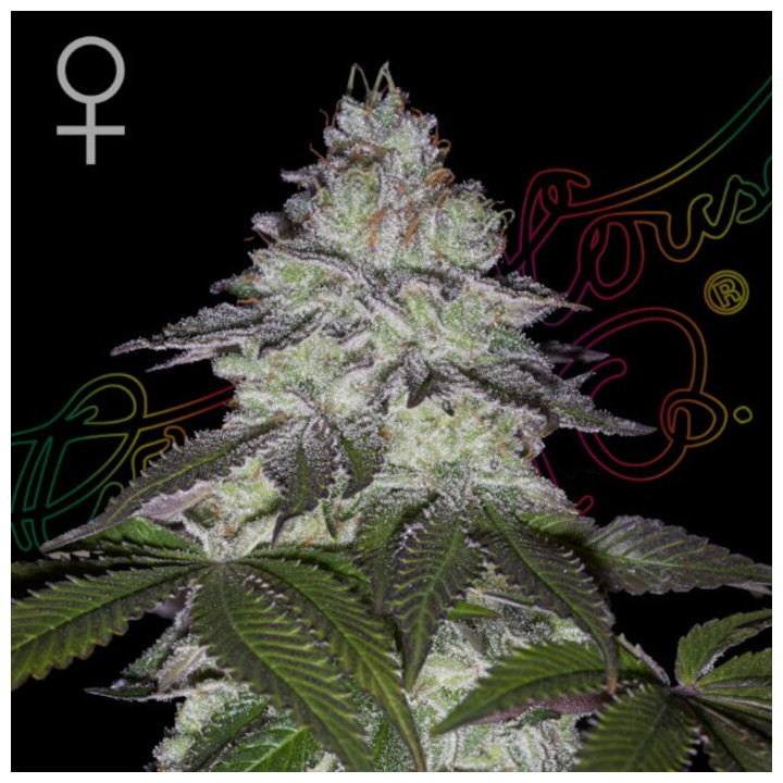 Semillas Feminizadas Milky Dreams de Green House