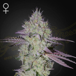 Semillas Feminizadas Tarte Tatin de Green House