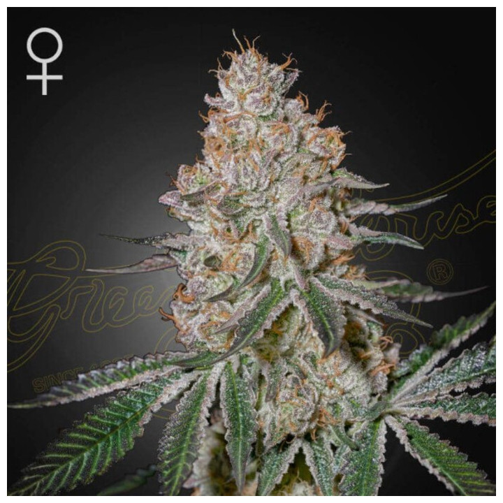 Semillas Feminizadas HighCloudZ de Green House