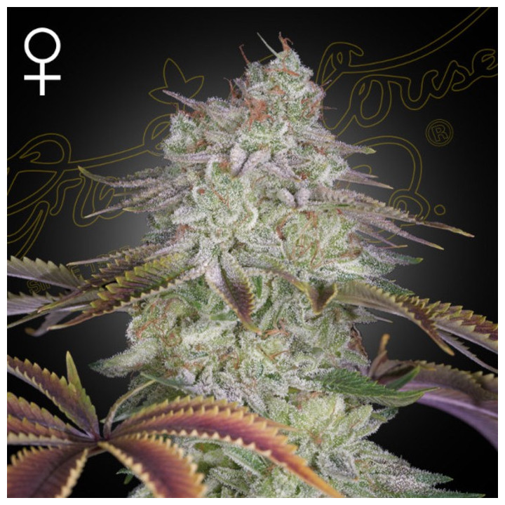 Semillas Feminizadas Alienz de Green House