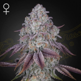 Semillas Feminizadas Persian Pie de Green House