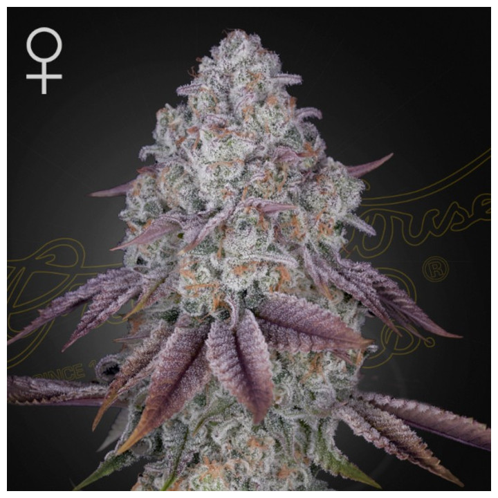 Semillas Feminizadas Persian Pie de Green House