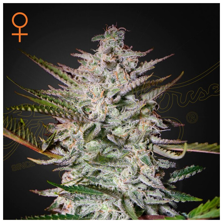 Semillas Feminizadas Holy Punch de Green House