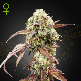 Semillas Autoflorecientes West Coast OG x Gelato 41 de Green House