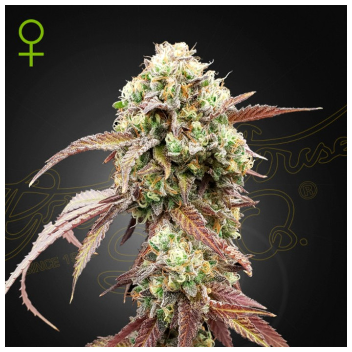 Semillas Autoflorecientes West Coast OG x Gelato 41 de Green House