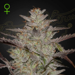 Semillas Autoflorecientes AlienZ Auto de Green House