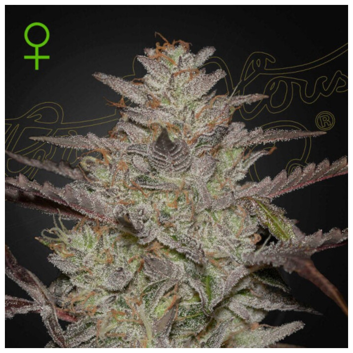 Semillas Autoflorecientes AlienZ Auto de Green House