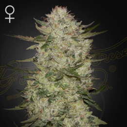 Semillas Autoflorecientes HighCloudZ Auto de Green House