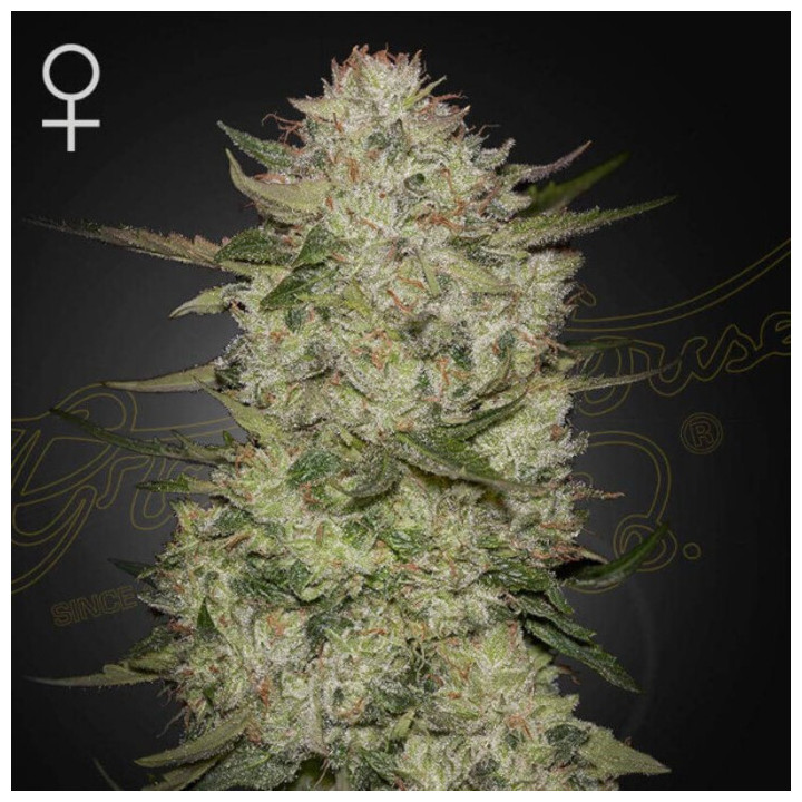 Semillas Autoflorecientes HighCloudZ Auto de Green House