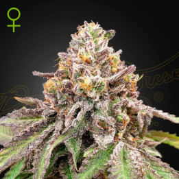 Semillas Autoflorecientes Blue Haze x Gelato 41 Auto de Green House