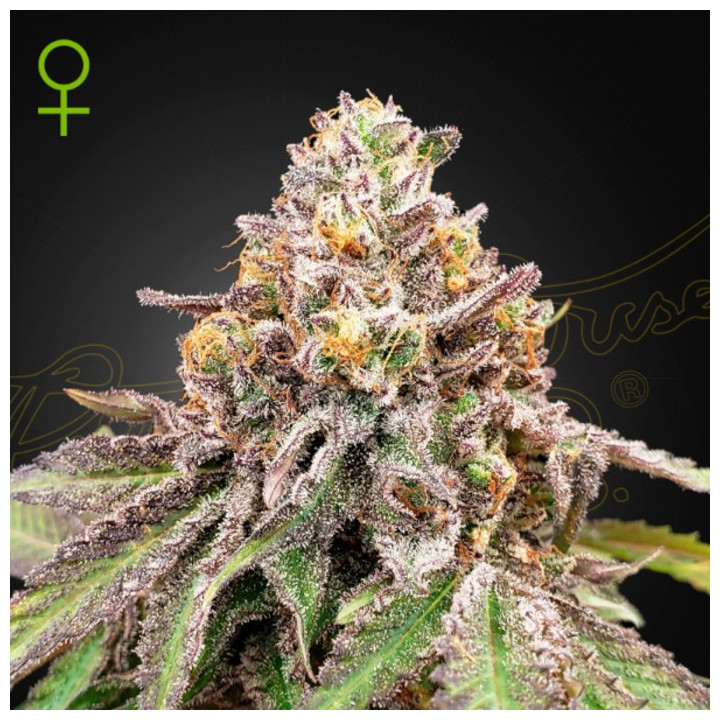 Semillas Autoflorecientes Blue Haze x Gelato 41 Auto de Green House