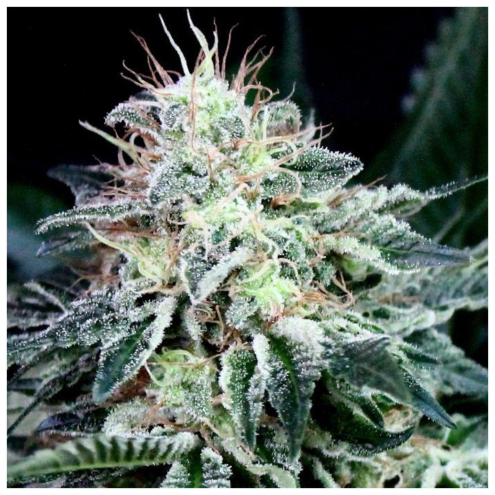 Radical Auto (Absolute Cannabis Seeds)
