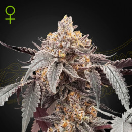 Semillas Autoflorecientes Guava x Gelato 41 Auto de Green House