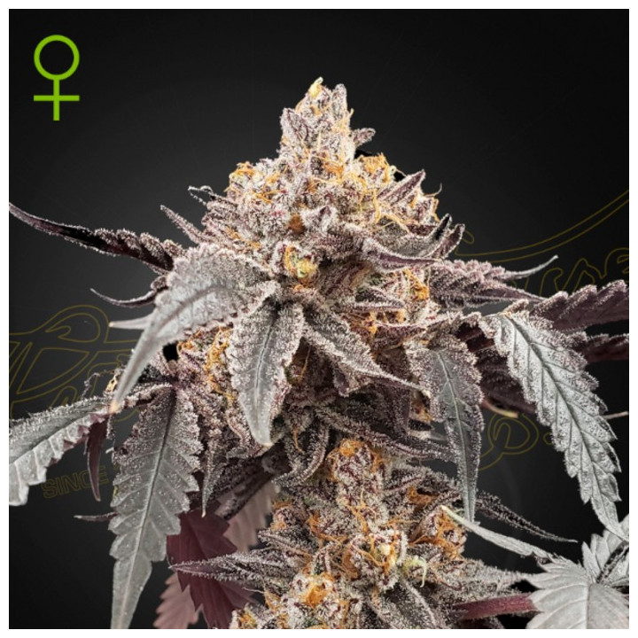 Semillas Autoflorecientes Guava x Gelato 41 Auto de Green House