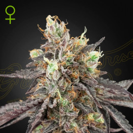 Semillas Autoflorecientes Gelato 41 x Gelato 41 Auto de Green House
