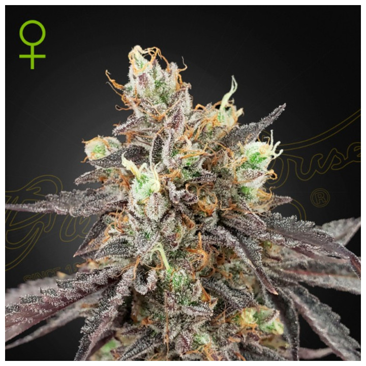 Semillas Autoflorecientes Gelato 41 x Gelato 41 Auto de Green House