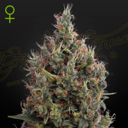 Semillas Autoflorecientes Big Bang Auto de Green House