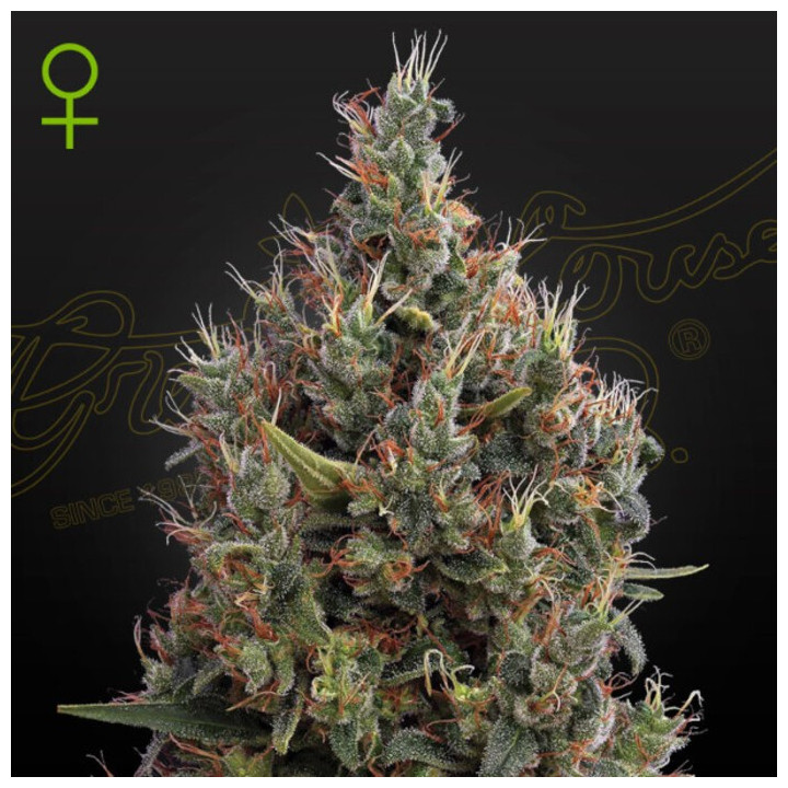 Semillas Autoflorecientes Big Bang Auto de Green House