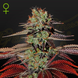 Semillas Autoflorecientes King's Kush Auto de Green House