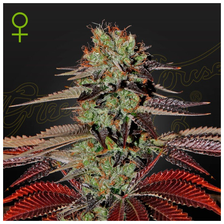 Semillas Autoflorecientes King's Kush Auto de Green House