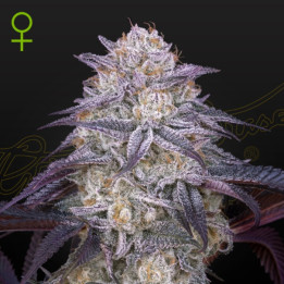 Semillas Autoflorecientes King's Juice Auto de Green House