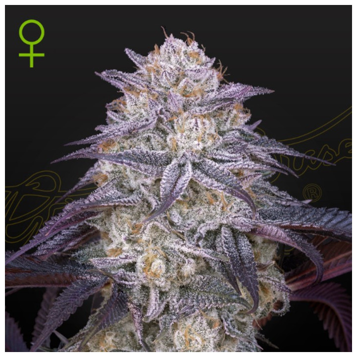 Semillas Autoflorecientes King's Juice Auto de Green House