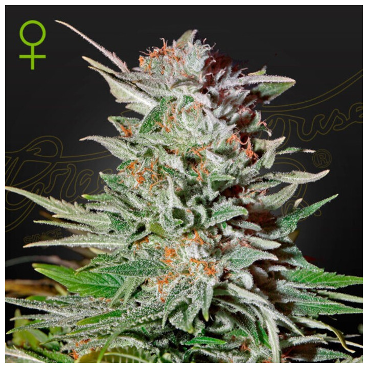 Semillas Autoflorecientes Super Lemon Haze Auto de Green House