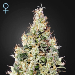 Semillas Autoflorecientes Exodus Cheese Auto de Green House