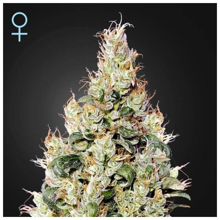 Semillas Autoflorecientes Exodus Cheese Auto de Green House