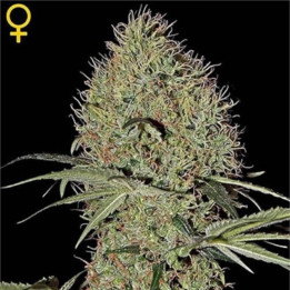 Semillas Autoflorecientes Super Bud Auto de Green House