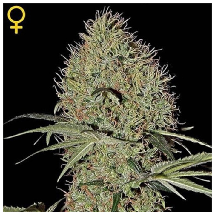 Semillas Autoflorecientes Super Bud Auto de Green House