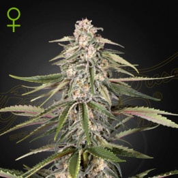 Semillas Autoflorecientes Green-O-Matic Auto de Green House
